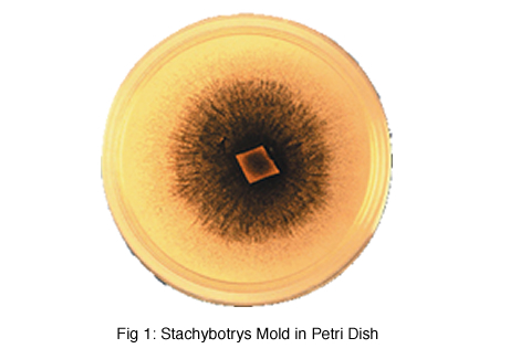 Stachybotrys Mold in Petri Dish